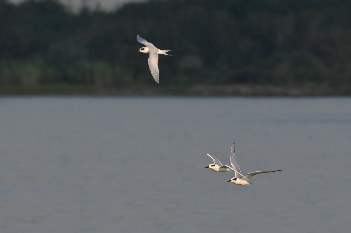 Forster's Tern - ML642888460