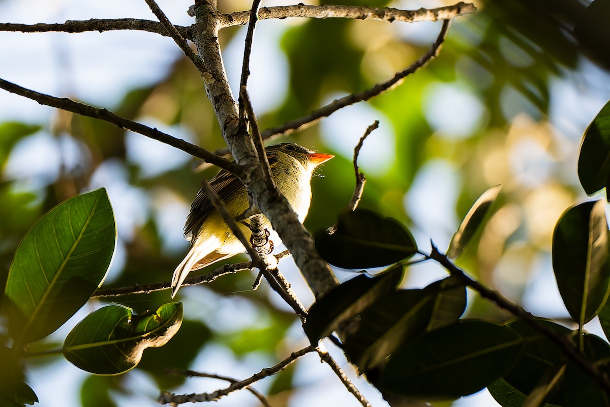 Acadian Flycatcher - ML642888464