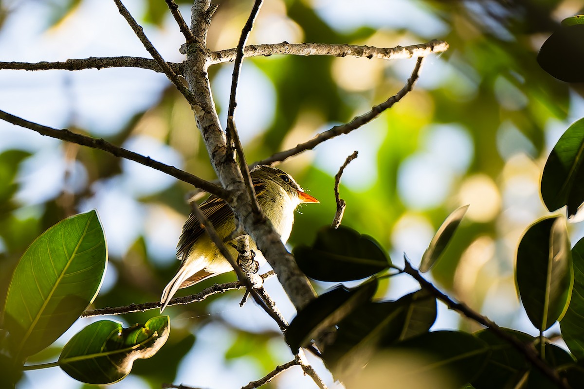 Acadian Flycatcher - ML642888465