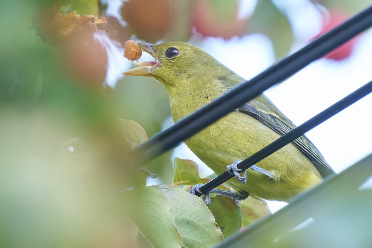 Scarlet Tanager - ML642888471