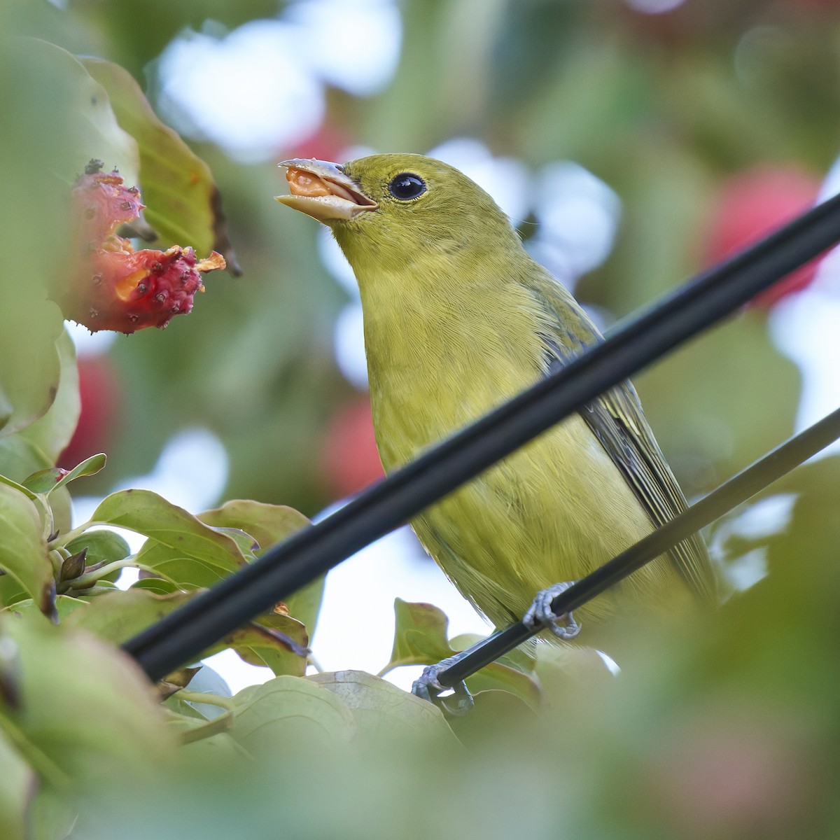 Scarlet Tanager - ML642888472