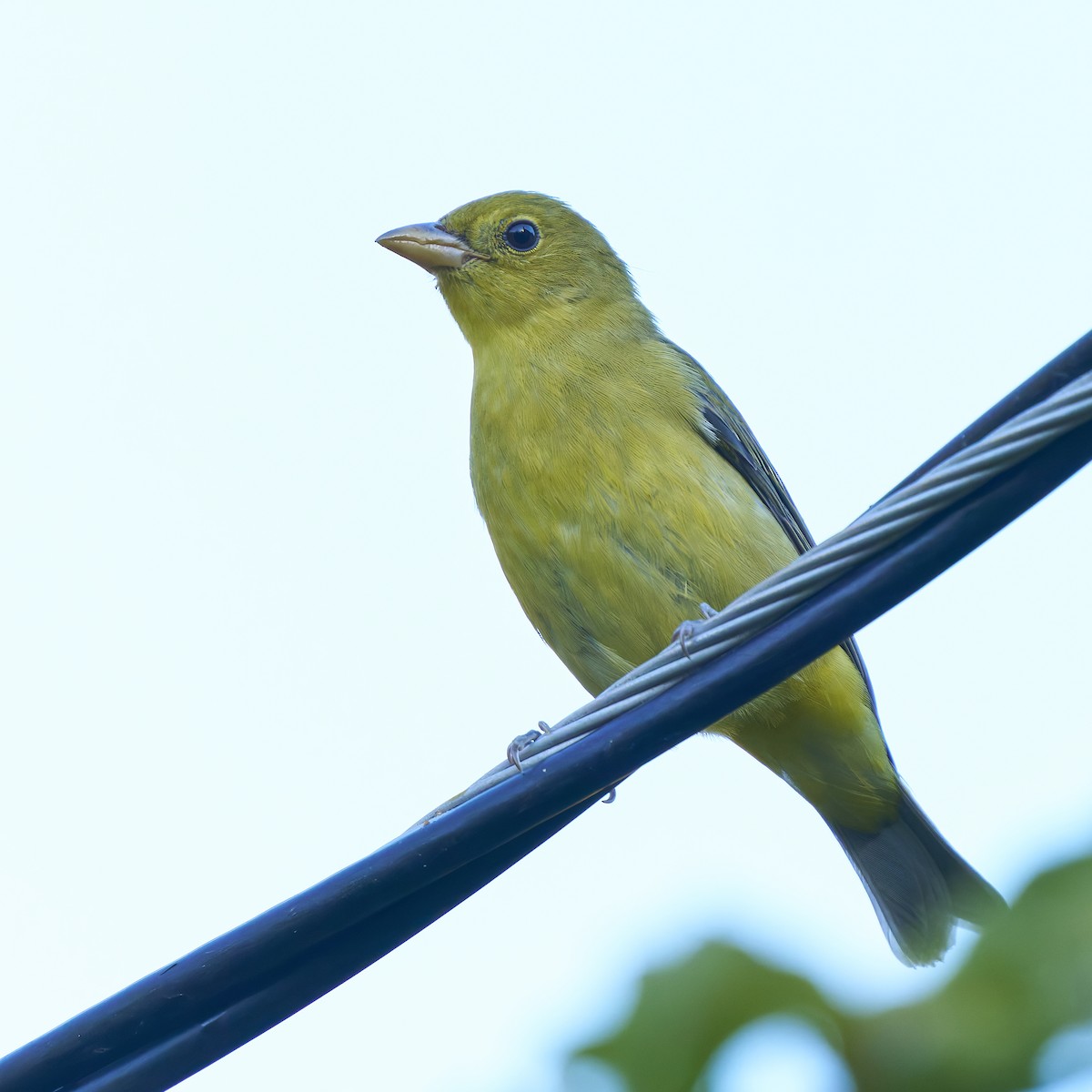 Scarlet Tanager - ML642888473