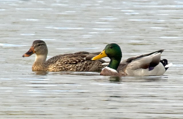 Mallard - ML642888477