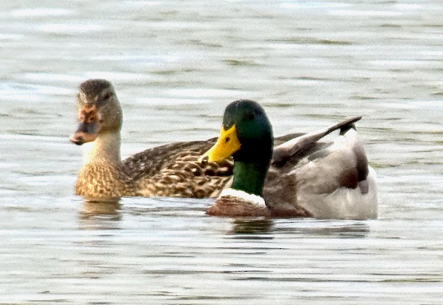 Mallard - ML642888478