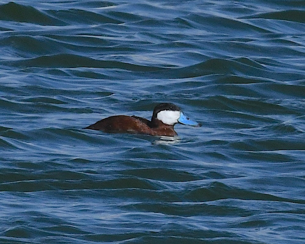 Ruddy Duck - ML642888479