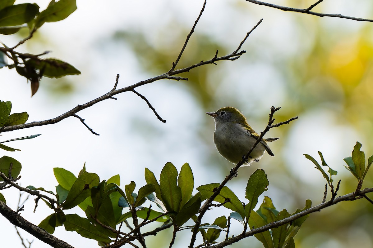 Chestnut-sided Warbler - ML642888480