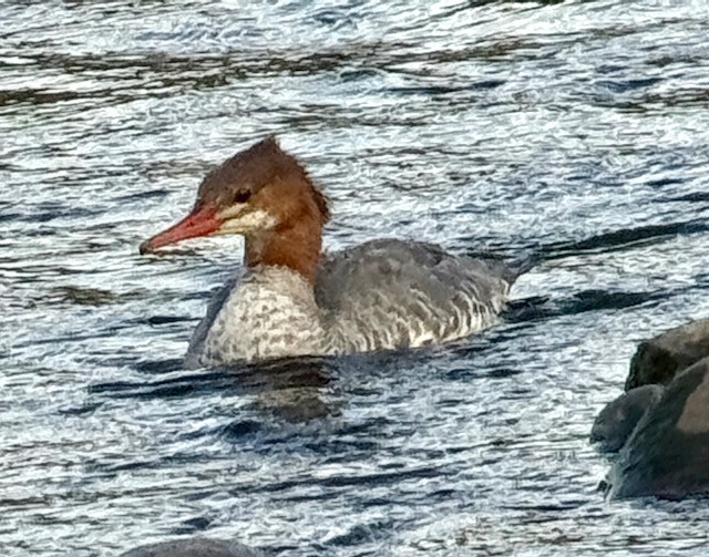 Common Merganser - ML642888487
