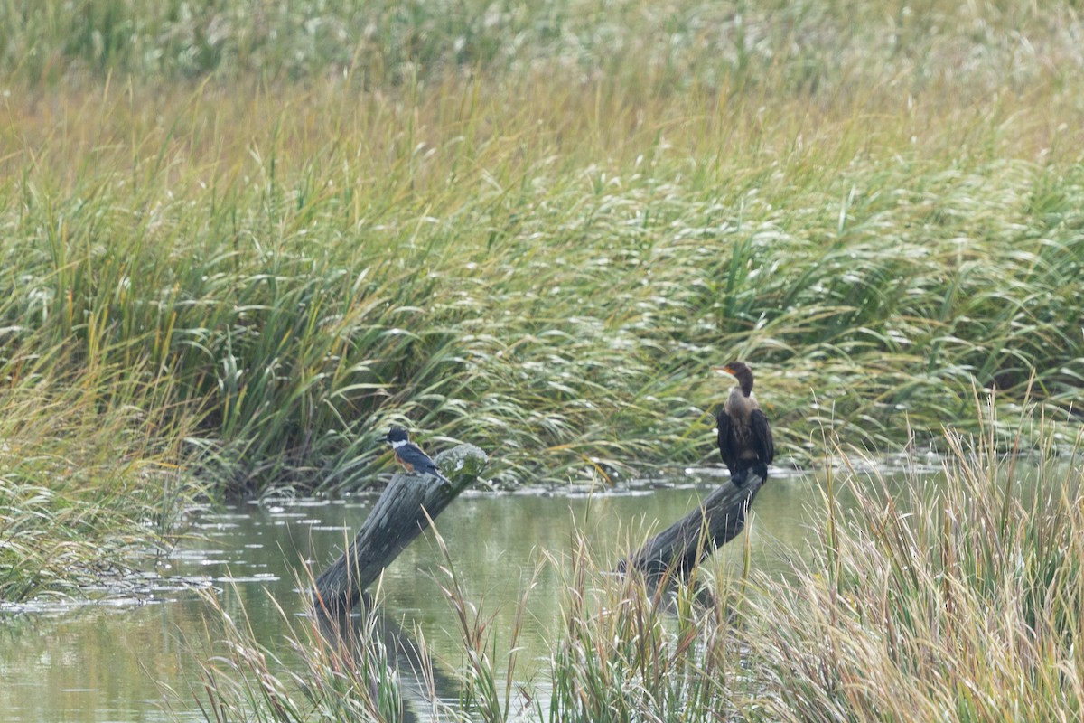 Double-crested Cormorant - ML642888489