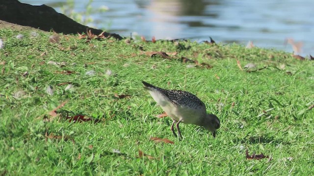 American Golden-Plover - ML642888490