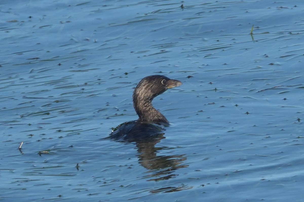 Pied-billed Grebe - ML642888491