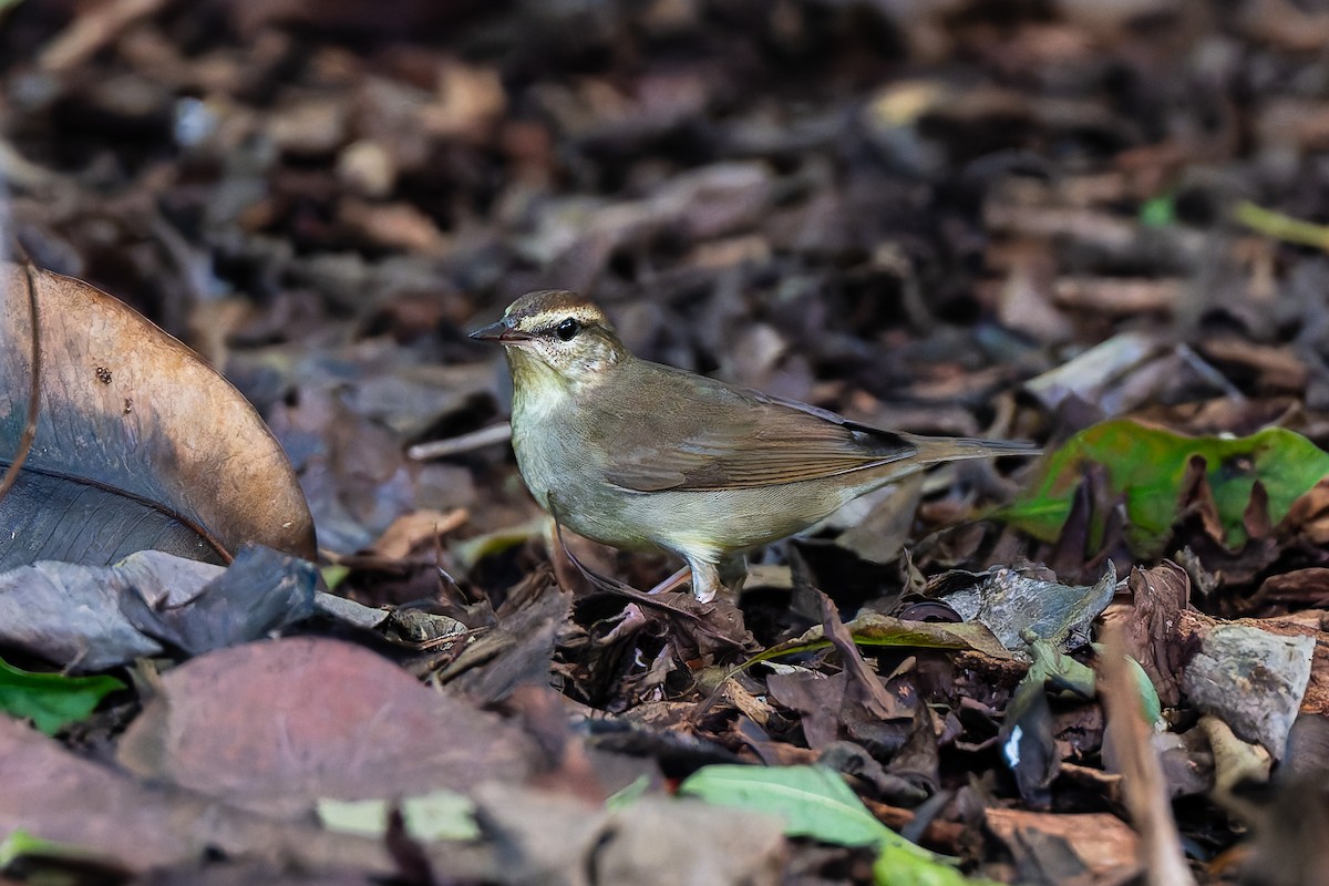 Swainson's Warbler - ML642888492