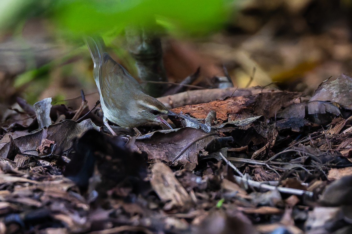 Swainson's Warbler - ML642888493