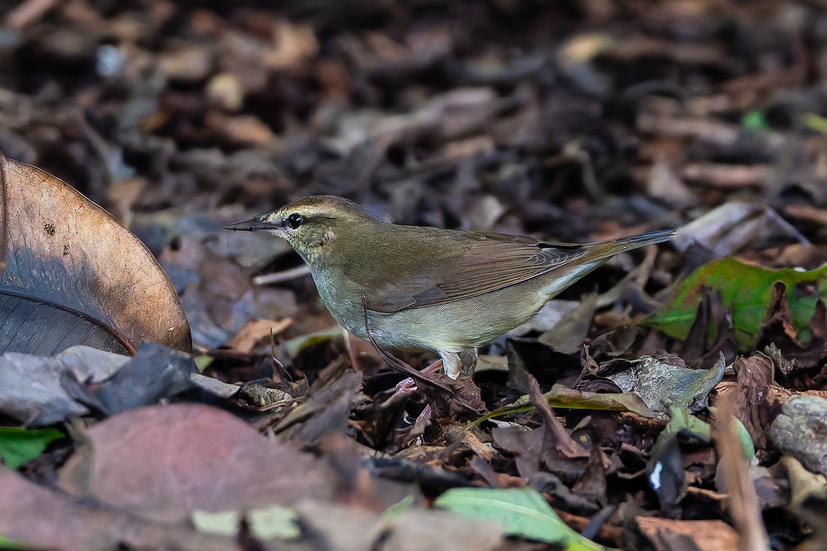 Swainson's Warbler - ML642888494