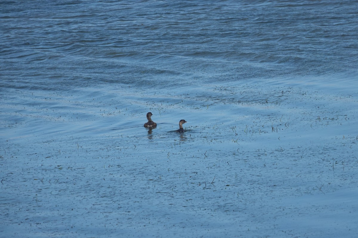 Pied-billed Grebe - ML642888495