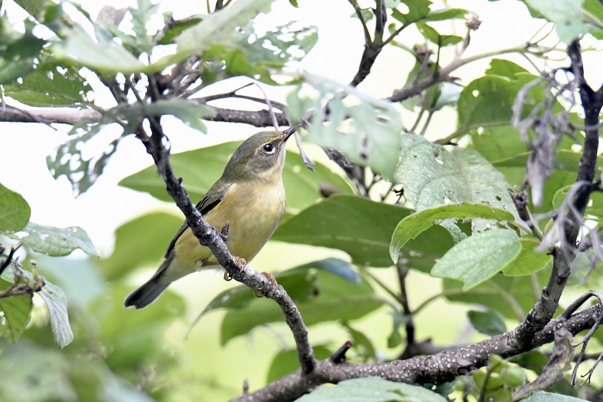 Black-throated Blue Warbler - ML642888498