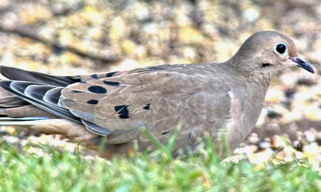 Mourning Dove - ML642888507