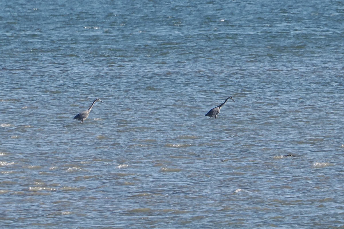 Great Blue Heron - ML642888509