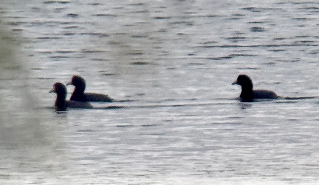 American Coot - ML642888510