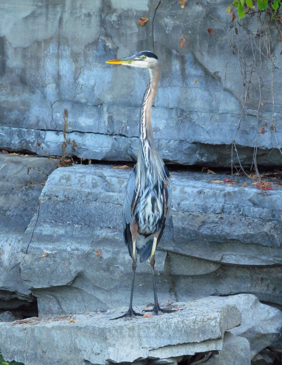 Great Blue Heron - ML642888511