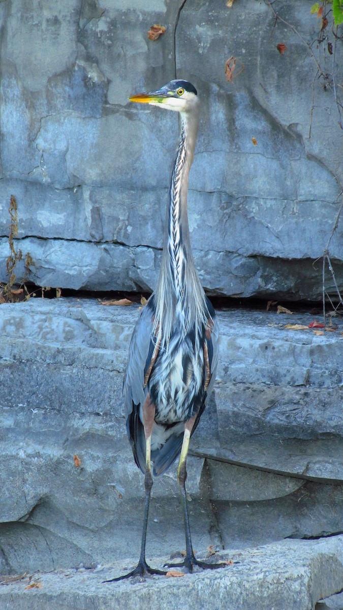 Great Blue Heron - ML642888512