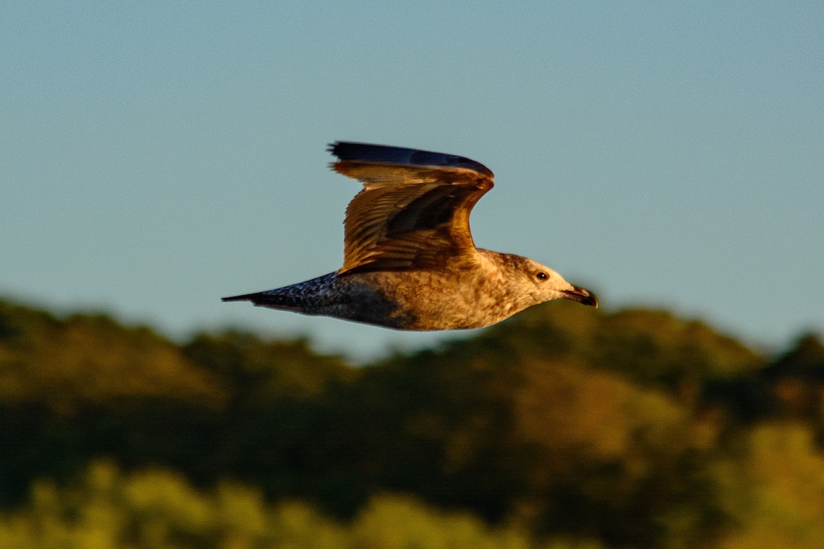 American Herring Gull - ML642888514
