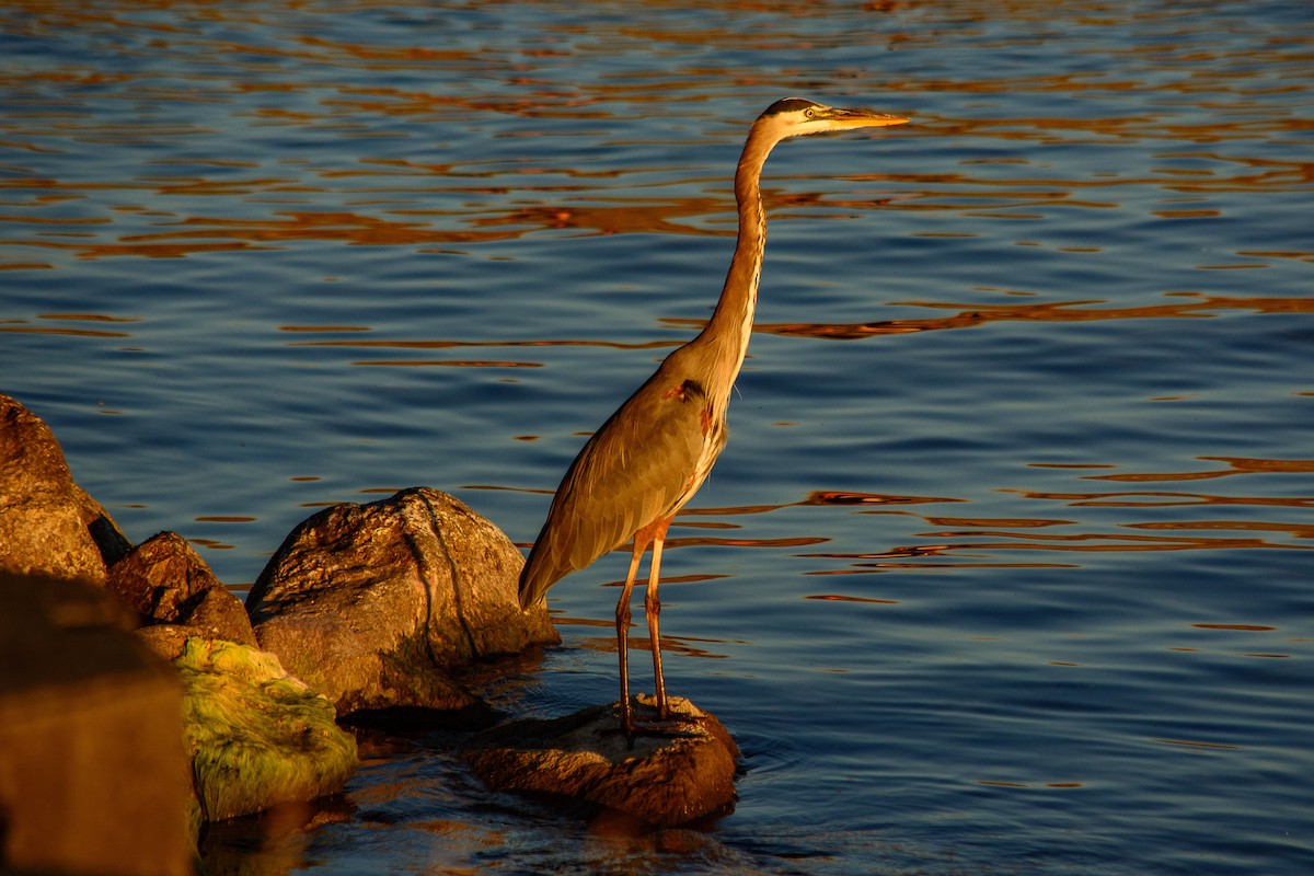 Great Blue Heron - ML642888515