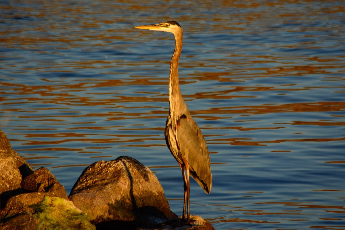 Great Blue Heron - ML642888516