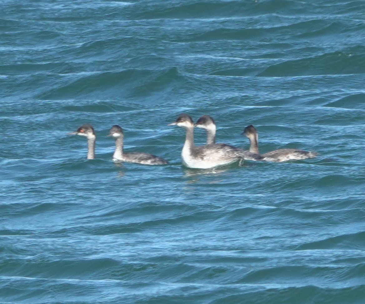 Eared Grebe - ML642888517