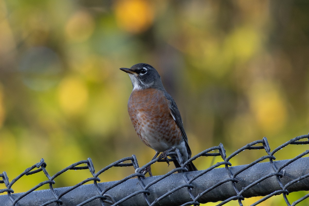 American Robin - ML642888519
