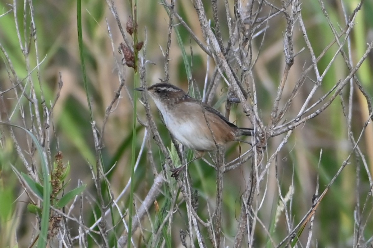 Marsh Wren - ML642888531