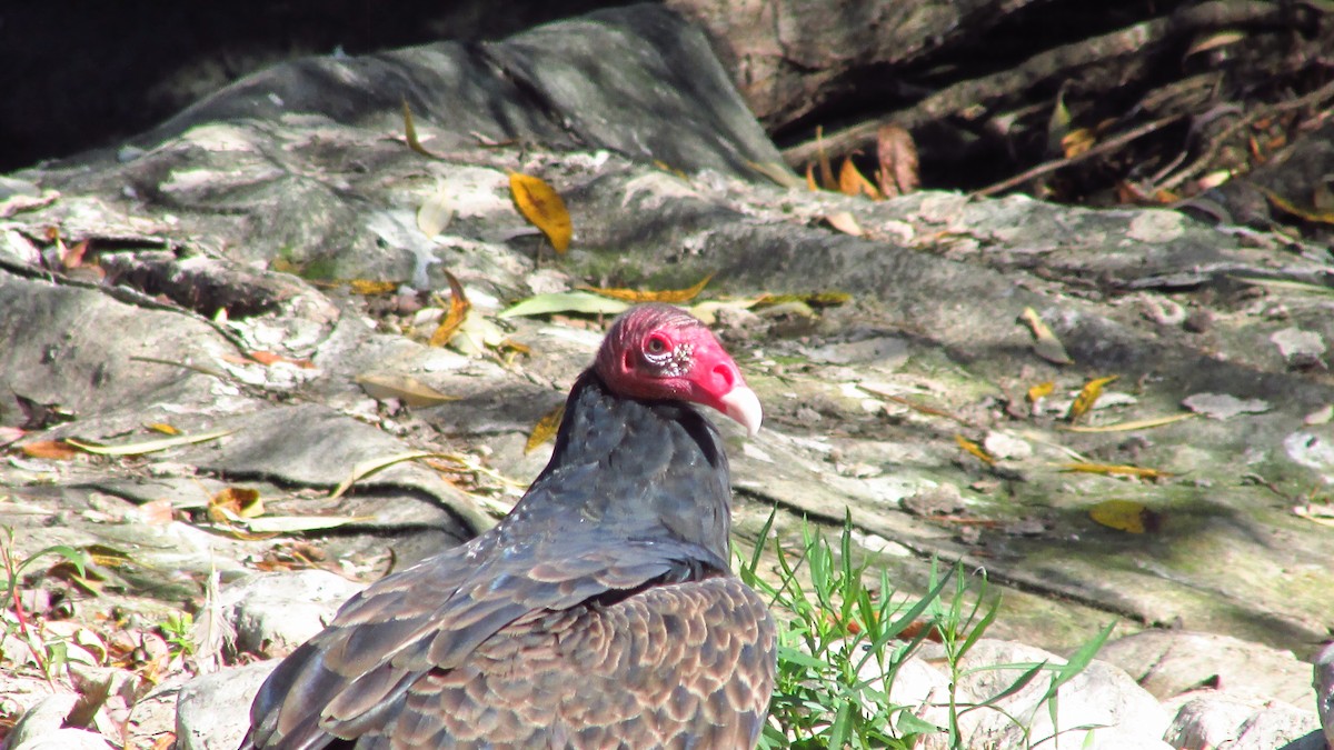 Turkey Vulture - ML642888540