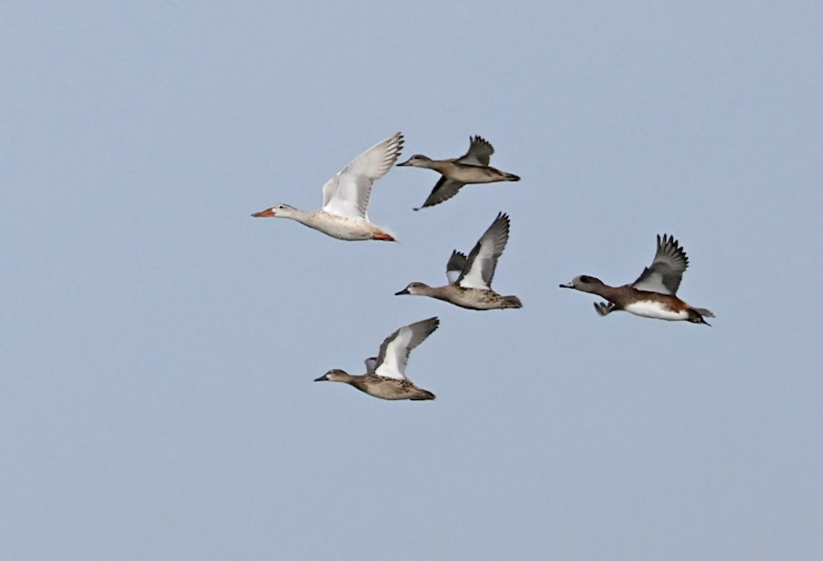 Northern Shoveler - ML642888549