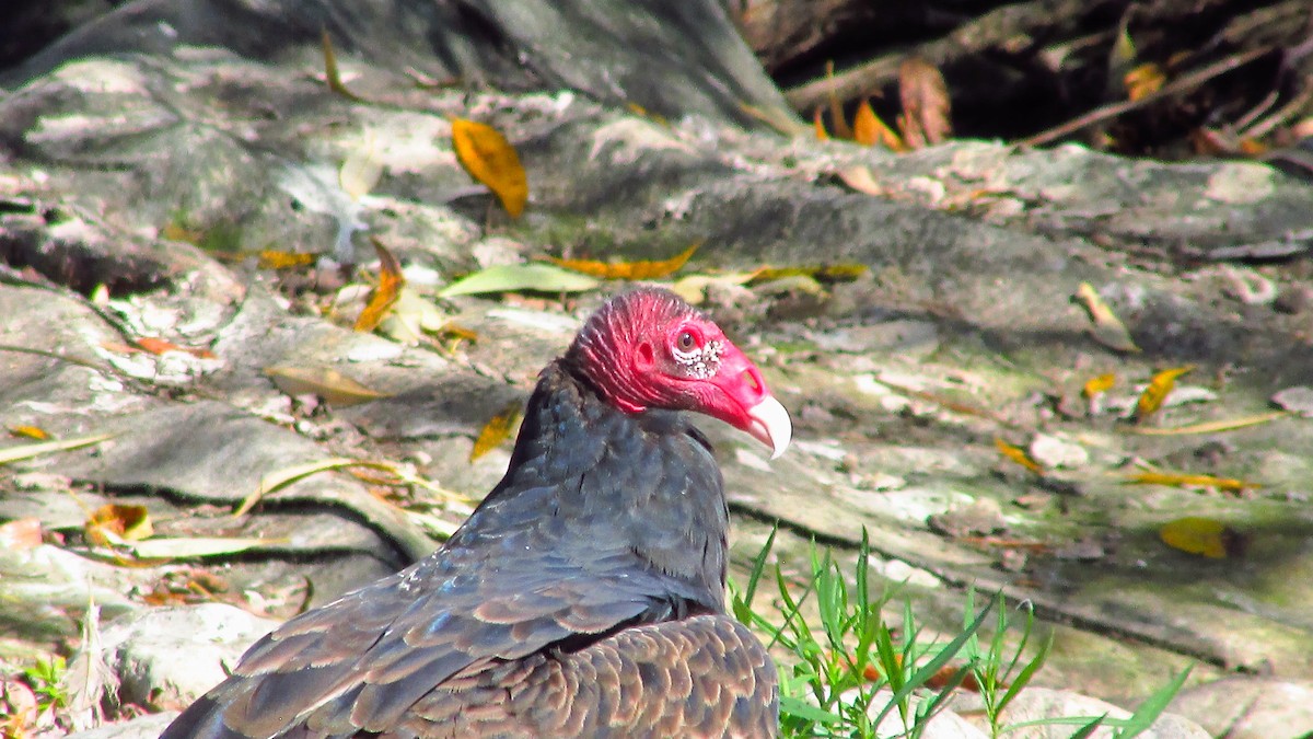 Turkey Vulture - ML642888555