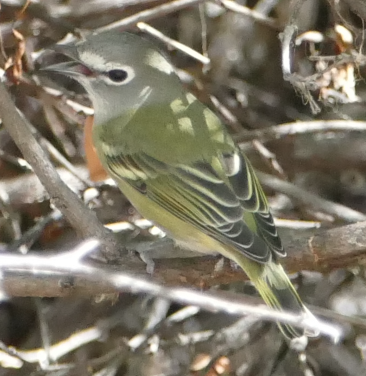 Cassin's Vireo - ML642888558