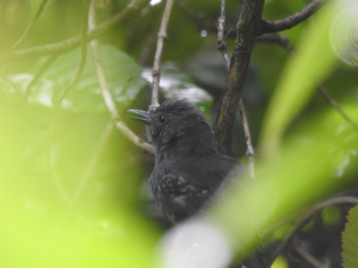 Grisin sombre - ML642888572