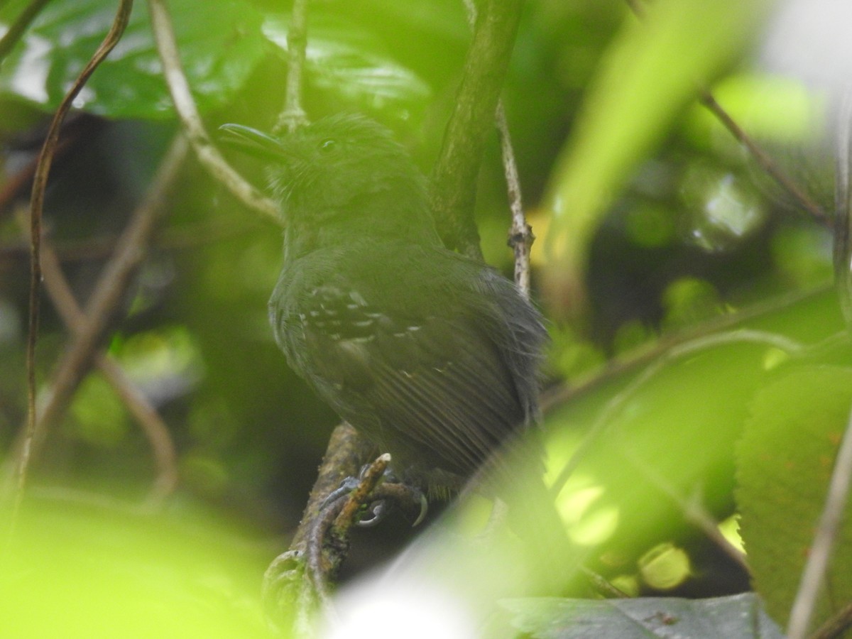 Grisin sombre - ML642888573