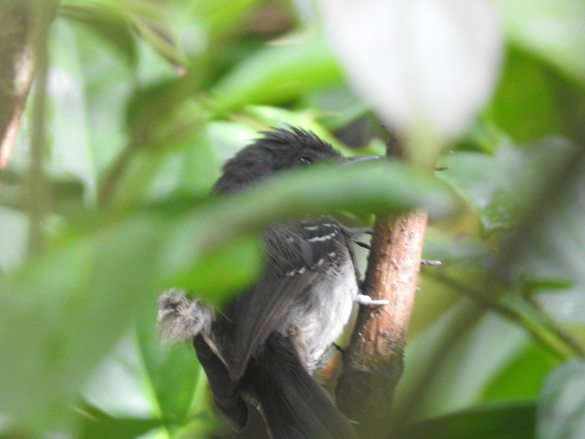 Grisin sombre - ML642888574