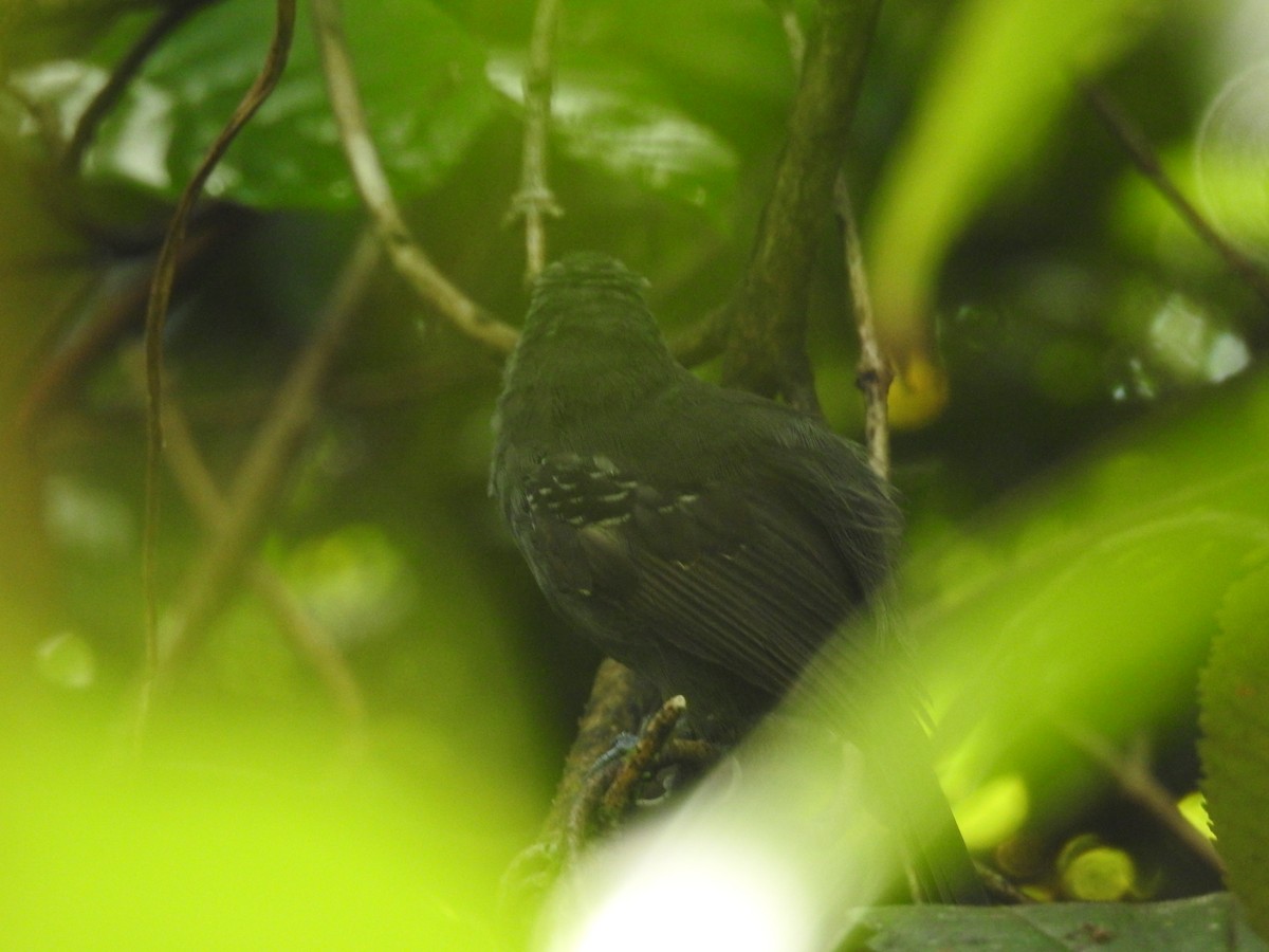 Grisin sombre - ML642888575