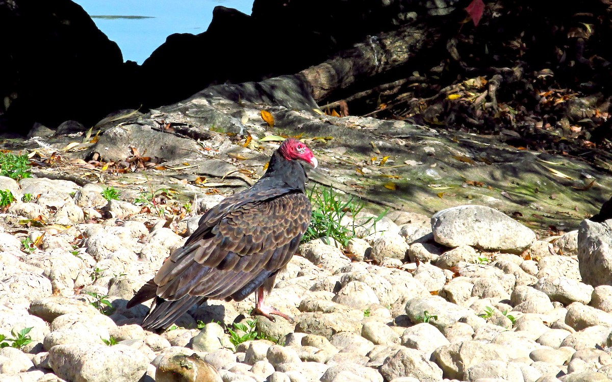 Turkey Vulture - ML642888579