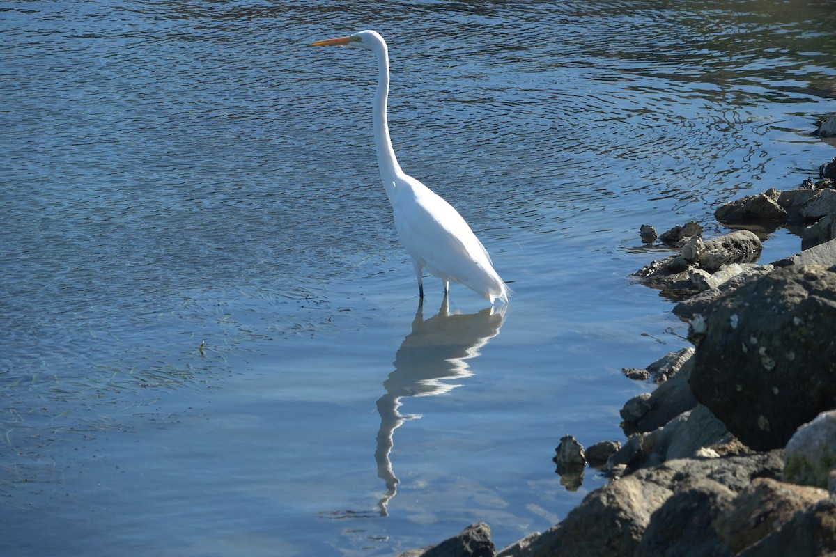 Great Egret - ML642888584