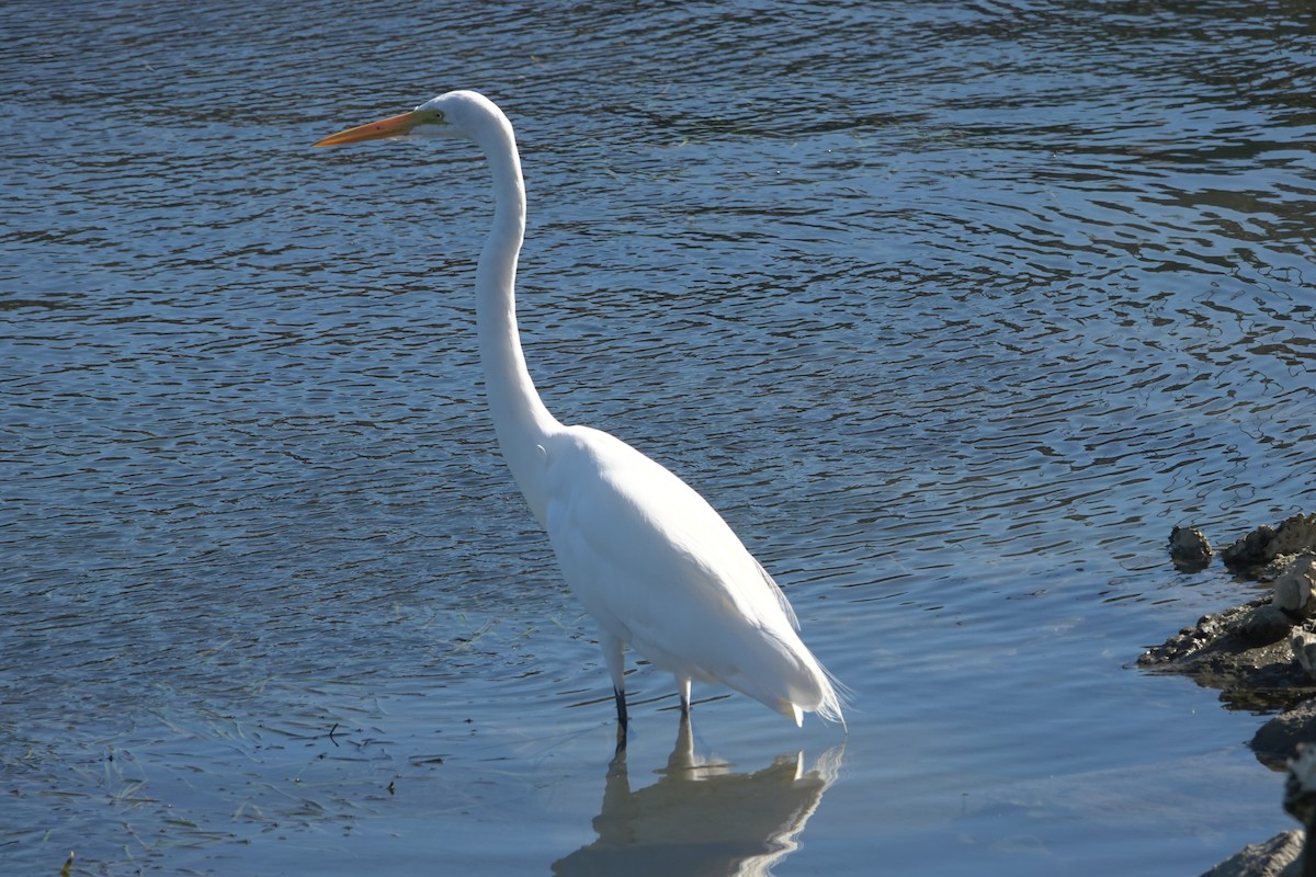 Great Egret - ML642888585