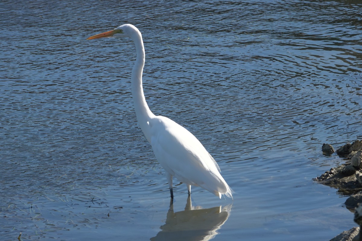 Great Egret - ML642888586