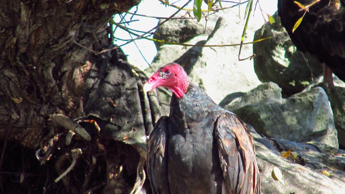 Turkey Vulture - ML642888589