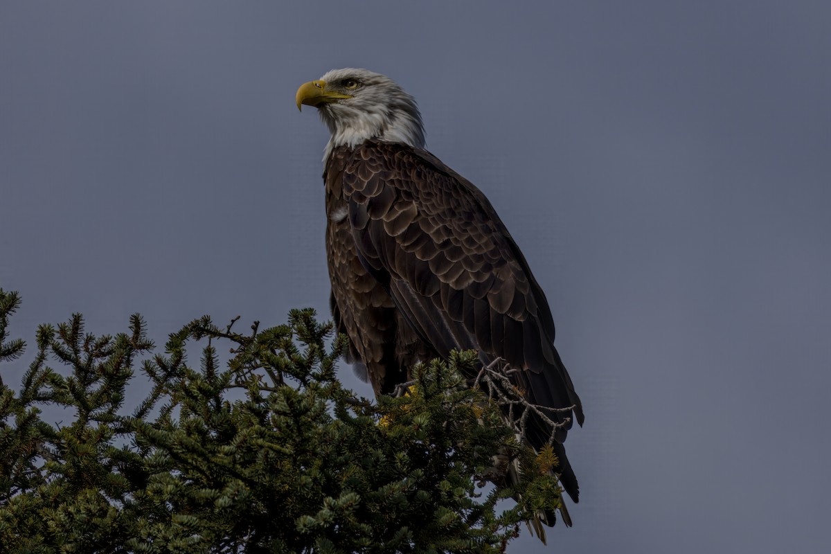 Bald Eagle - ML642888593