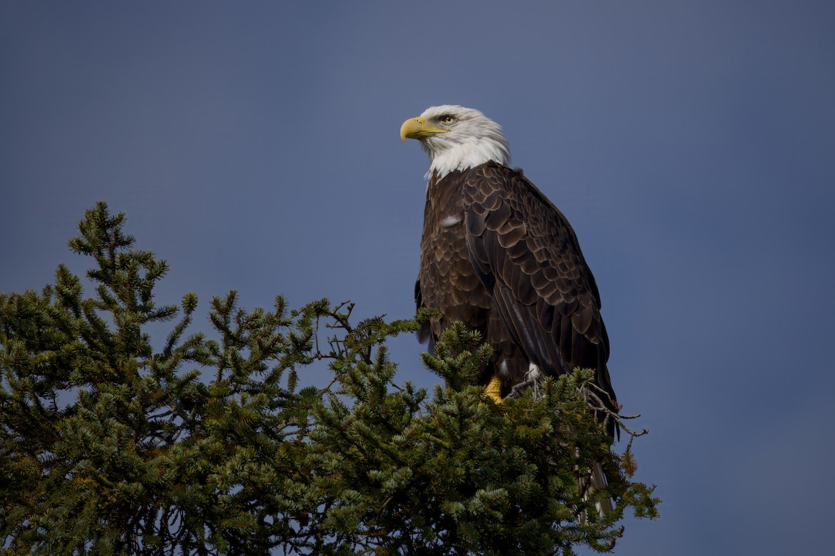 Bald Eagle - ML642888595