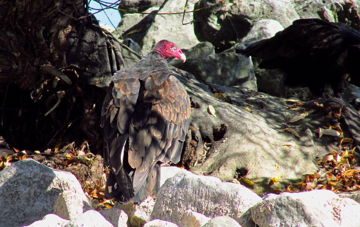 Turkey Vulture - ML642888598