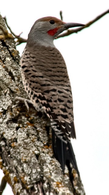 Northern Flicker (Red-shafted) - ML642888602