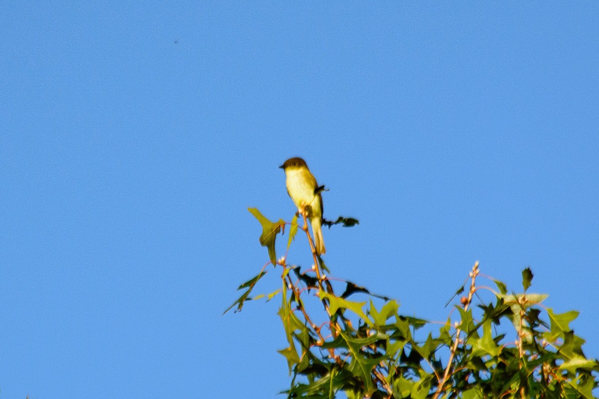Eastern Phoebe - ML642888603