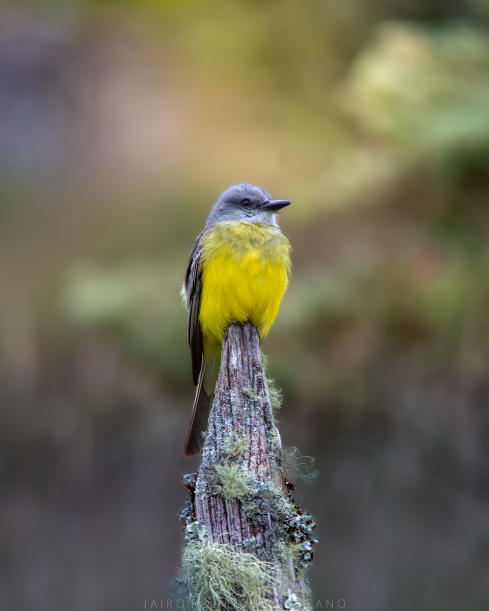 Tropical Kingbird - ML642888604