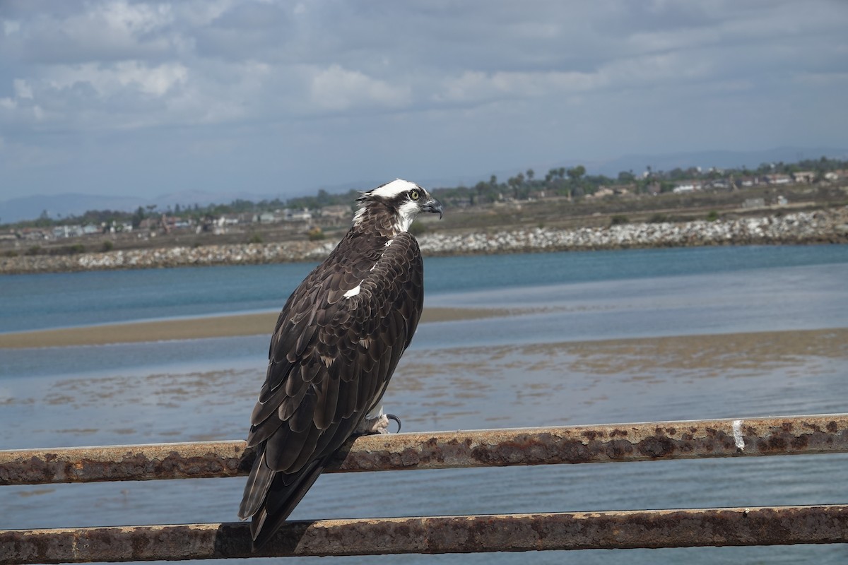Osprey - ML642888607